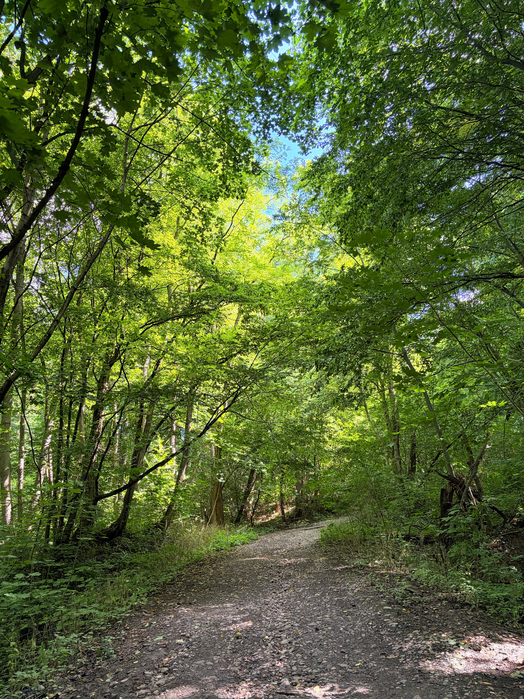 Leśna ścieżka w Brudzeńskim Parku Krajobrazowym